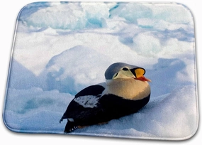 3dRose Bathroom Bath Rug Mat - King Eider Bird, Chuckchi Sea, Arctic Alaska - US02 SKA3241 - Steve Kazlowski Birds