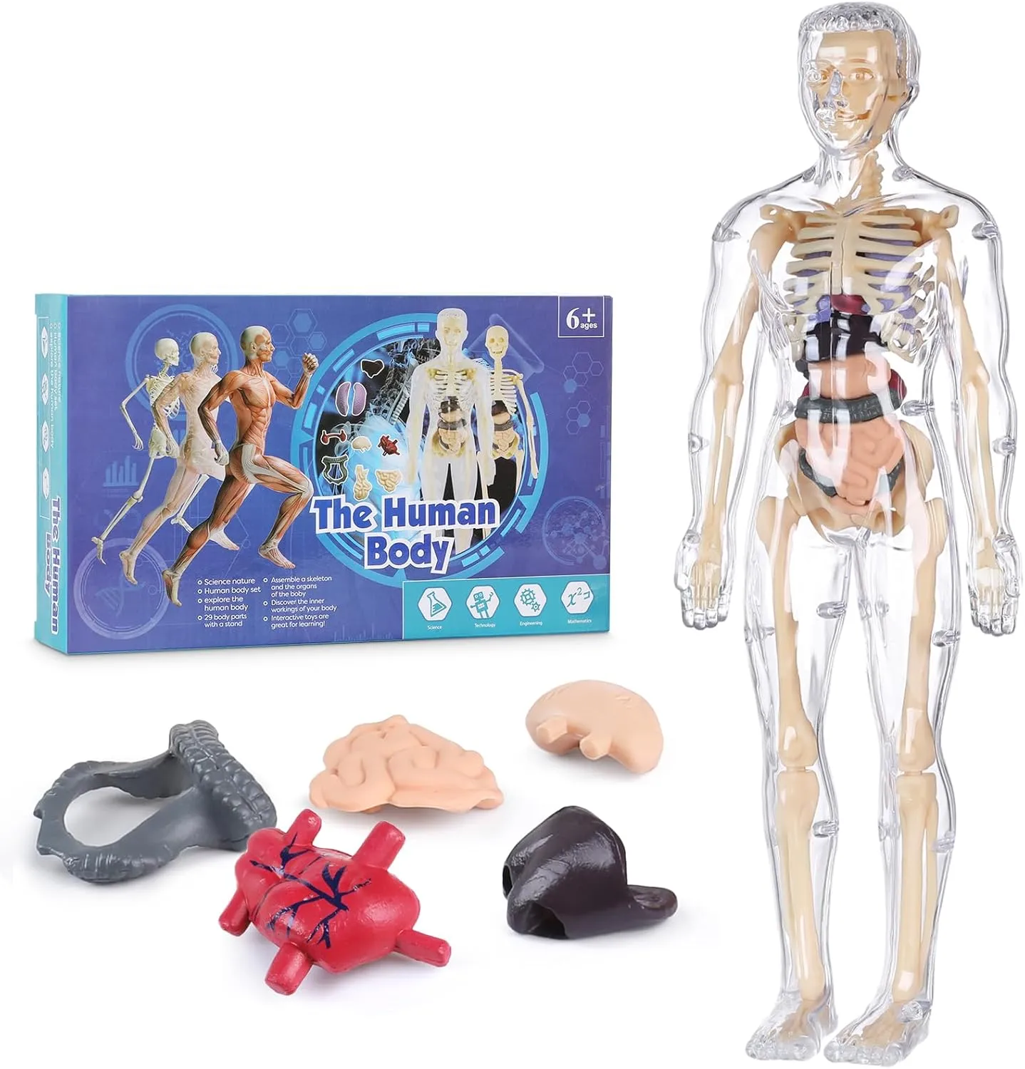 Human Body Model for Kids, Fully Transparent Body, 29 Piece Anatomy Figure 3D Anatomy Kit – Removable Organs, Bones STEM Toy for Ages 6 